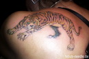 Tattoo- und Piercingstudio Alzey - Tiere und Blumen made by Ralf